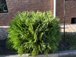 Tundere tuia/ leylandi/ gard viu ! foto 2