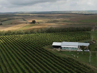 Vind teren agricol cu o suprafața generoasa de 7 hectare viță de vie .           Negociabil