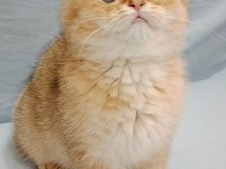 Scottish fold foto 4