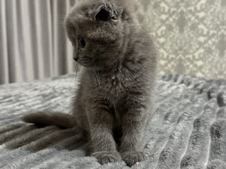 Scottish fold foto 4