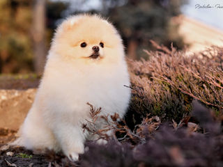 Pomeranian-Померанский шпиц foto 4