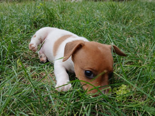 Jack Russell Terrier