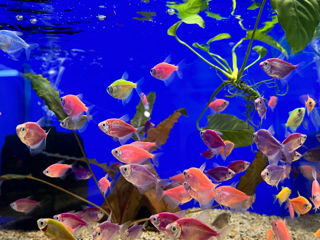 Рыбки аквариумные foto 1