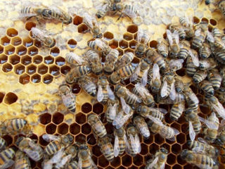 Пчелосемьи качественные недорого
