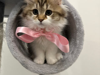 Domestic long-haired kittens