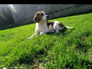 Beagle imperechere foto 3