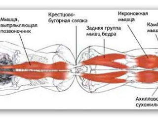 Тренажер для спины и позвоночника. foto 9