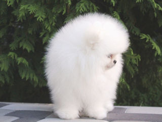 Мини(toi spitz Pomeranian)