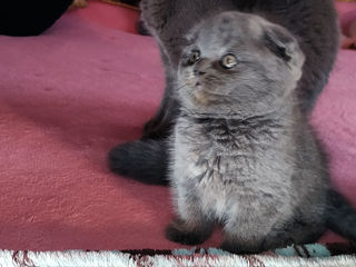 Baet Rasa pura Scottish Fold Shorthair Blu. Pasaport. foto 3