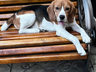 Împerechere câine beagle băiat foto 8