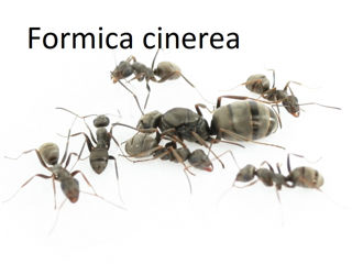Большой ассортимент видов муравьев,Формикарии для муравьев, декорации для формиков, корм для мурашей foto 8