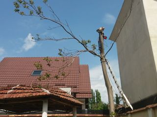 Defrisarea arborilor,crengilor avariate in Chisinau foto 4