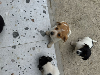 Pui Jack Russell Terrier (metis) de vânzare  foto 3