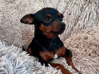 Vând căței Toy Terrier