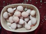 Яйца  Цессарок foto 1