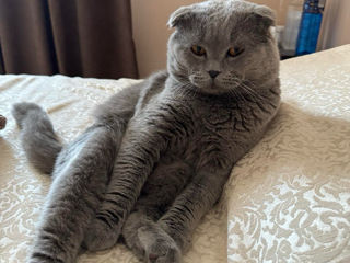 Motan Scottish Fold foto 3