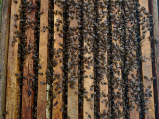 Продам  пчело семьи на 10 рамок