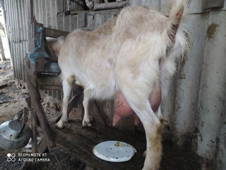 Продаем небольшое стадо  двойных коз европейских пород foto 3
