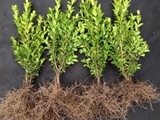 Buxus Самшит