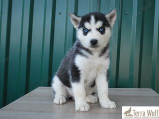 Siberian Husky - Из профессионального питомника foto 2