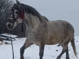 Se vinde armăsar  din sinje Percheron foto 4