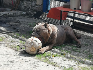 Вязка/Monta Cane Corso foto 2