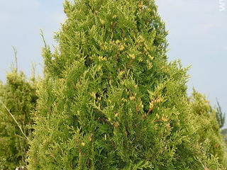 Plante decorative vesnic verzi si frunza cazatoare in com. Tohatin, mun. Chisinau foto 3