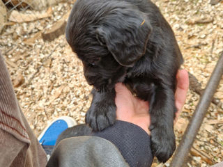Cocker spaniel englez foto 0