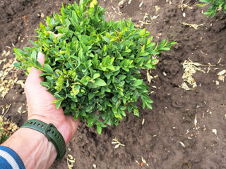 Buxus foto 1