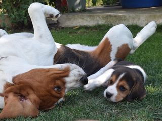 Împerechere Beagle Bălți foto 6