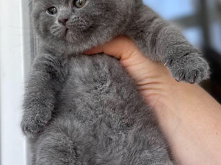 Вязки- клубный, племенной шотландский вислоухий кот (scottish fold). Котята на продажу foto 7