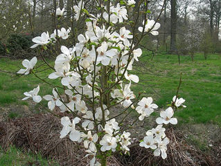 Древовидная магнолия - Кобус (Magnolia Kobus)