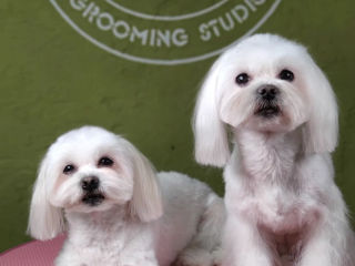 "Arlechino Grooming Studio". Буюканы. Стрижка собак и кошек. foto 7