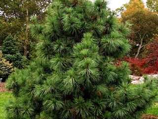 Кедр дальневосточный (Pinus Koraiensis)