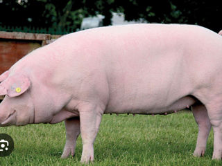 Porci de vinzare de la 120 -150 kg