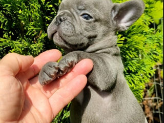 Bulldog frenh blue  tan.blue. foto 3