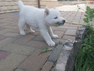 Husky Siberian Albinos, Хаски Сибирский Албинос