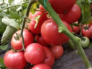 Semințe de tomate roz Sakata foto 1