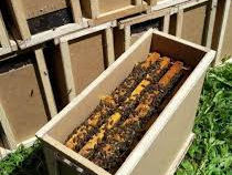 Продам пчелопакеты на 6 рамках