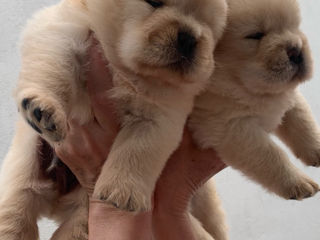 Chow chow (чау-чау) foto 3