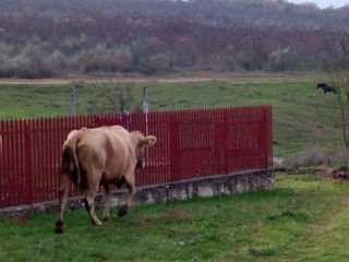 Vaca buna foto 2