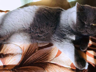 British Shorthair Blue Cat-Вязка с британцем foto 2