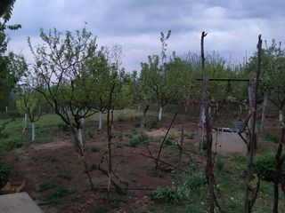Vând casă în satul Sipoteni raionul călărași cu suprafața de 20 ari foto 8