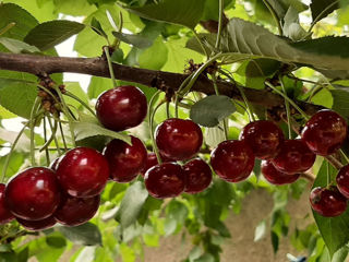 Pomi fructiferi ! Cais ( abricos ) , cireș , prăsad  și alte specii... foto 8