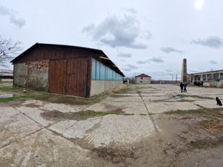 Ferma de pesti Romania foto 3