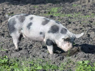 Продам свинью живым весом 100 кг по 45 лей /кг
