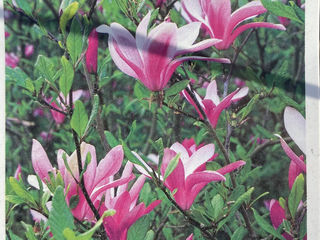 Magnolia. foto 2