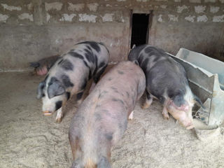 Porci de taiat de vânzare 130-250 kg foto 1