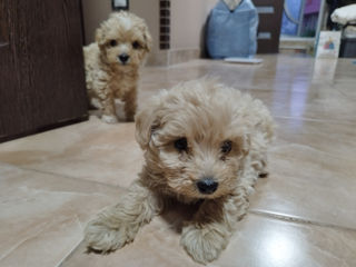 Maltipoo catei 2 luni foto 7