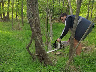 Oferim servicii de curatare a copacilor! Calitativ! foto 2